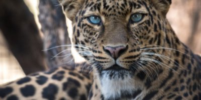 Леопарды в России стали возвращаться на свои исконные территории - 2022-01-16 20:00:00 - 2