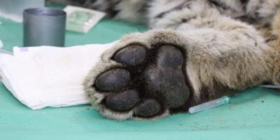 Ветеринары спасают тигренка с истощением, обморожением и травмой челюсти - 2022-01-15 20:00:00 - 2