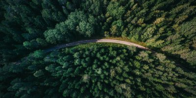 Более 7,6 тыс деревьев посажено в Псковской области в акции «Сохраним лес» - 2022-09-27 15:39:15 - 1