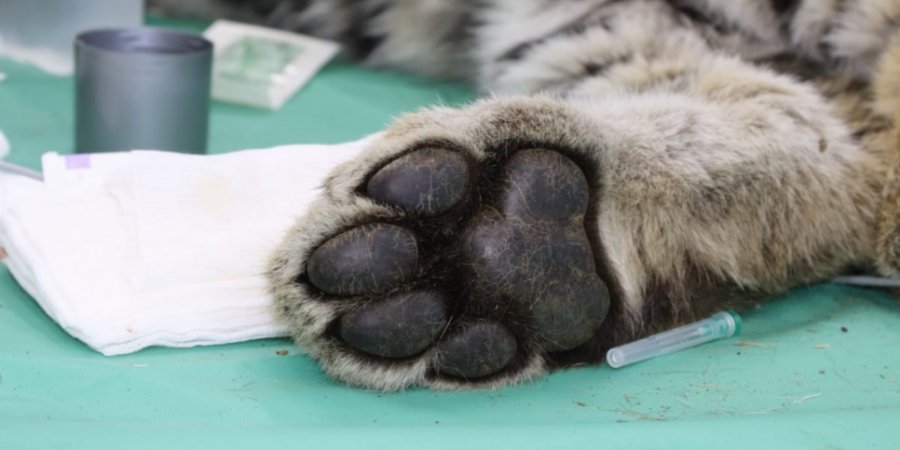 Ветеринары спасают тигренка с истощением, обморожением и травмой челюсти