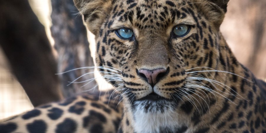 Леопарды в России стали возвращаться на свои исконные территории