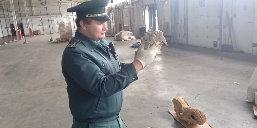 Останки доисторических животных задержали на псковской таможне - 2022-09-19 16:05:00 - 1