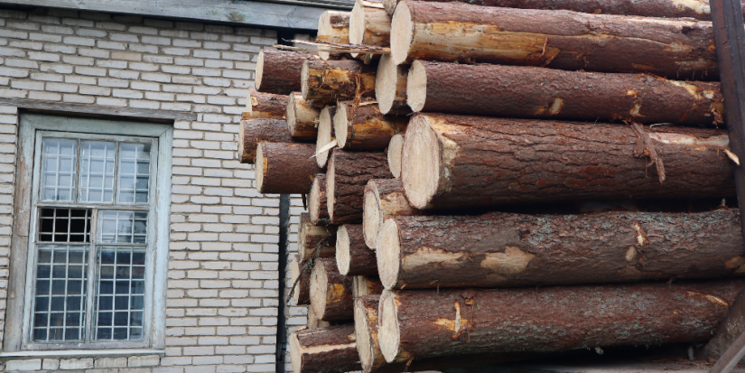 «Черные лесорубы» вырубили деревья в Гдовском районе на 19 млн рублей - 2023-06-01 09:35:00 - 1