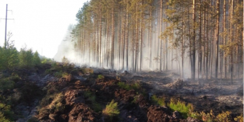 В мае в Псковской области зарегистрировано 20 лесных пожаров - 2023-06-05 14:35:00 - 1