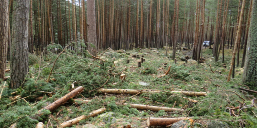 «Черные лесорубы» нанесли ущерб Великолукскому лесничеству почти на 4 млн рублей - 2023-11-22 12:05:00 - 1
