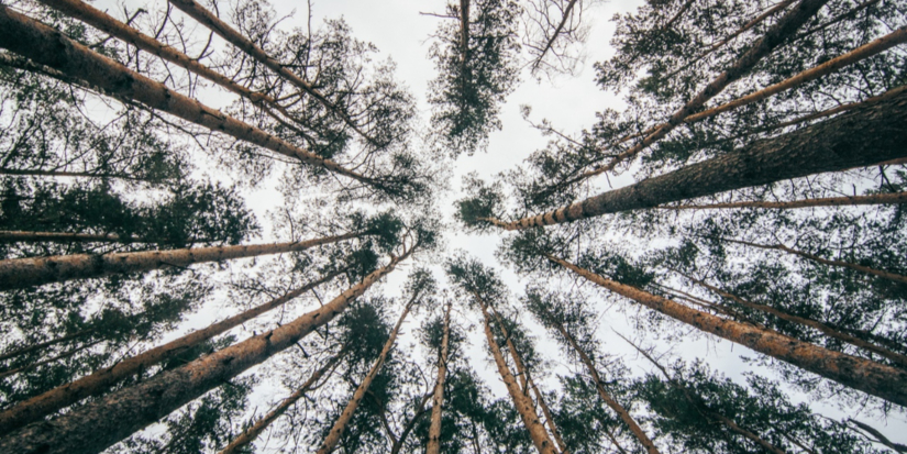 Проводится проверка по факту рубки деревьев в Корытовском лесу - 2024-03-31 15:05:00 - 1