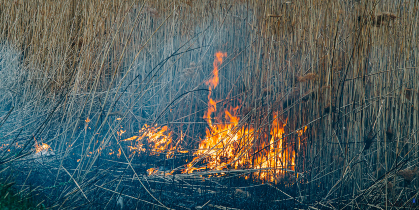 Псковская область не вошла в список регионов не готовых к природным пожарам - 2024-03-28 19:05:00 - 1