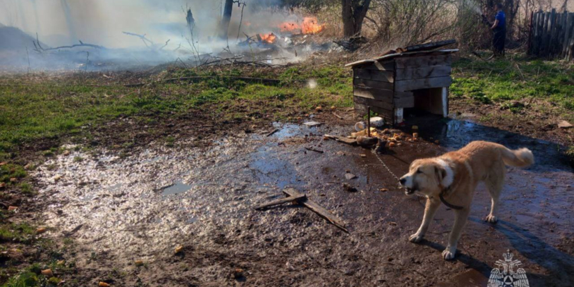 В Великолукском районе пожарные спасли собаку - 2024-04-16 12:35:00 - 1