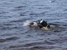 В МЧС Псковской области состоялись соревнования по водному многоборью - 2021-06-24 11:13:00 - 7