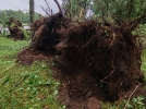 Последствия сильнейшего урагана в Великих Луках - 2021-06-25 23:00:00 - 23