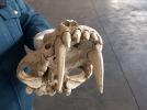 Останки доисторических животных задержали на псковской таможне - 2022-09-19 16:05:00 - 5