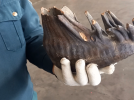 Останки доисторических животных задержали на псковской таможне - 2022-09-19 16:05:00 - 6