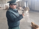 Останки доисторических животных задержали на псковской таможне - 2022-09-19 16:05:00 - 9