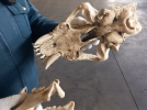 Останки доисторических животных задержали на псковской таможне - 2022-09-19 16:05:00 - 4