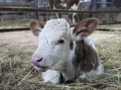 В Подмосковье впервые в России получили потомство от клонированной коровы - 2023-01-22 20:00:00 - 4