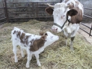 В Подмосковье впервые в России получили потомство от клонированной коровы - 2023-01-22 20:00:00 - 3