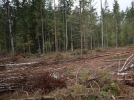 «Черные лесорубы» вырубили деревья в Гдовском районе на 19 млн рублей - 2023-06-01 09:35:00 - 4