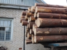 «Черные лесорубы» вырубили деревья в Гдовском районе на 19 млн рублей - 2023-06-01 09:35:00 - 5