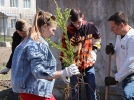 Более 300 деревьев высадили студенты ПсковГУ в рамках акции «Сад памяти» - 2023-06-04 18:05:00 - 6