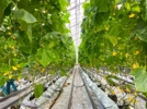 Агрофирма «Победа» выращивает в год до тысячи тонн огурцов - 2024-04-10 16:05:00 - 4
