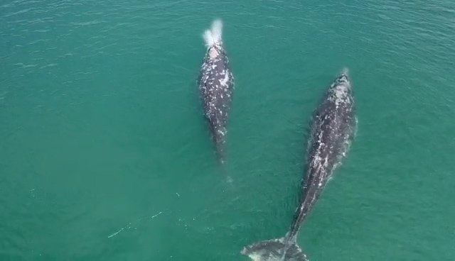 Места скопления серых китов нанесут на карты - 2022-07-17 20:00:00 - 2