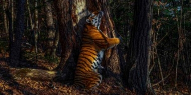Стартует флешмоб «Люби природу как тигр» - 2021-07-26 16:15:00 - 2