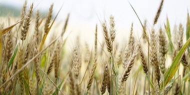 В России запустят систему отслеживания зерна от производства до реализации - 2021-10-17 15:00:00 - 2