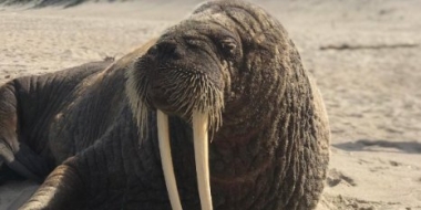 Крупного моржа обнаружили в необычном для животного месте - 2022-07-03 20:00:00 - 3