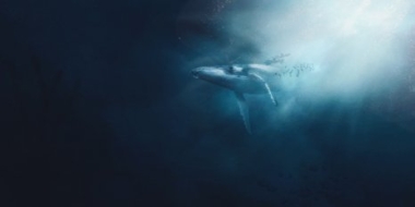 Места скопления серых китов нанесут на карты - 2022-07-17 20:00:00 - 3