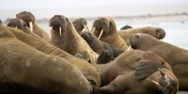 Ученые получили больше информации об арктических моржах - 2022-09-04 20:00:00 - 2