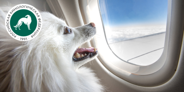 Туризм с собакой: правила путешествий по России - 2023-05-30 20:05:00 - 2