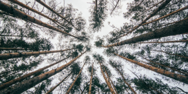 Проводится проверка по факту рубки деревьев в Корытовском лесу - 2024-03-31 15:05:00 - 2
