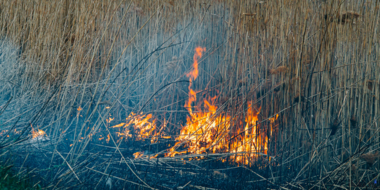 Псковская область не вошла в список регионов не готовых к природным пожарам - 2024-03-28 19:05:00 - 2